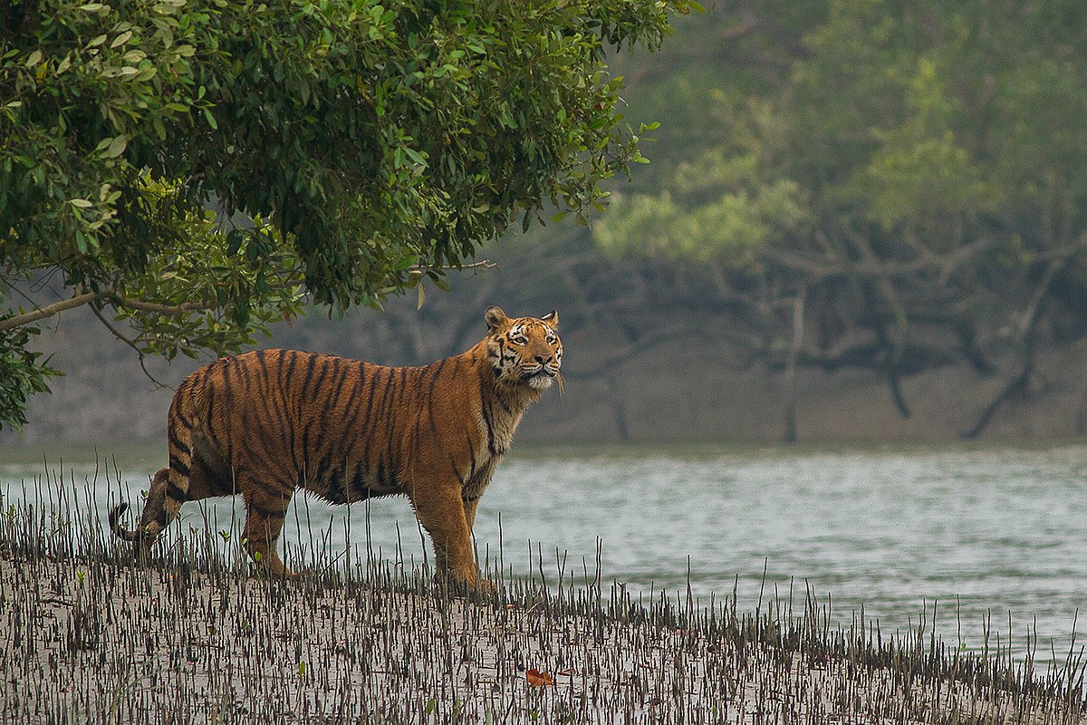 Sundarbans Tour
